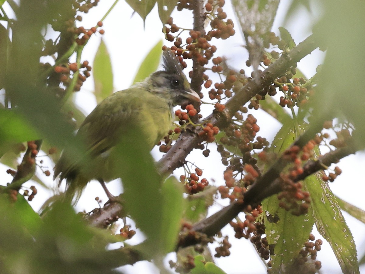 Crested Finchbill - ML645493989