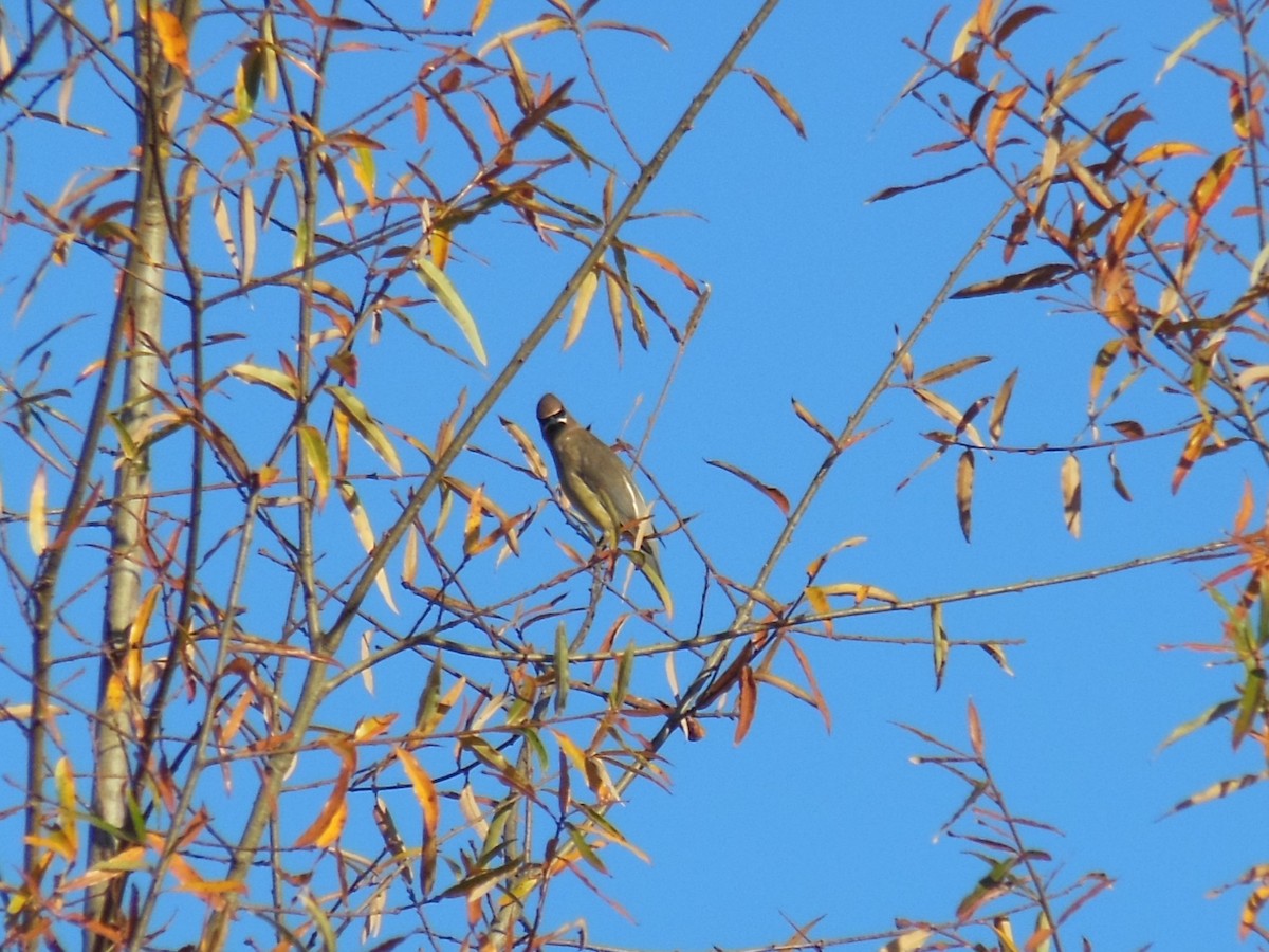 ヒメレンジャク - ML645494031