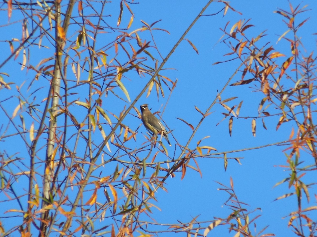 ヒメレンジャク - ML645494032