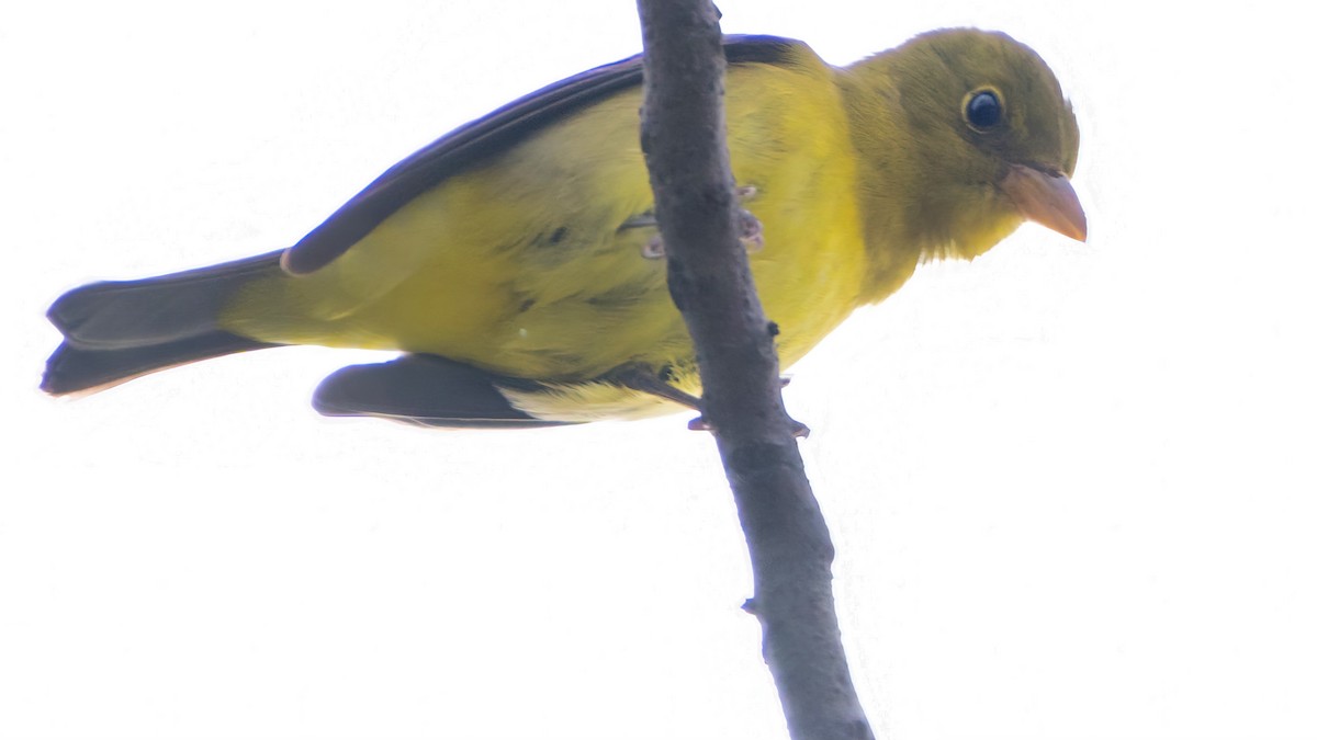 Scarlet Tanager - ML645494035