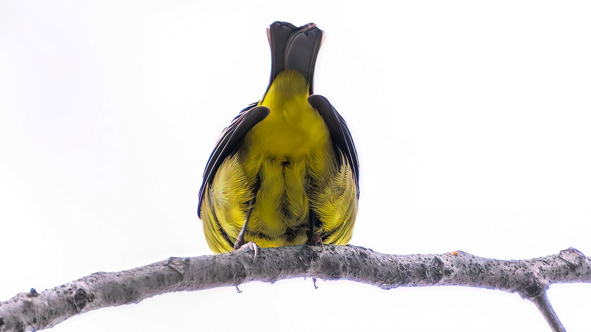 Scarlet Tanager - ML645494036