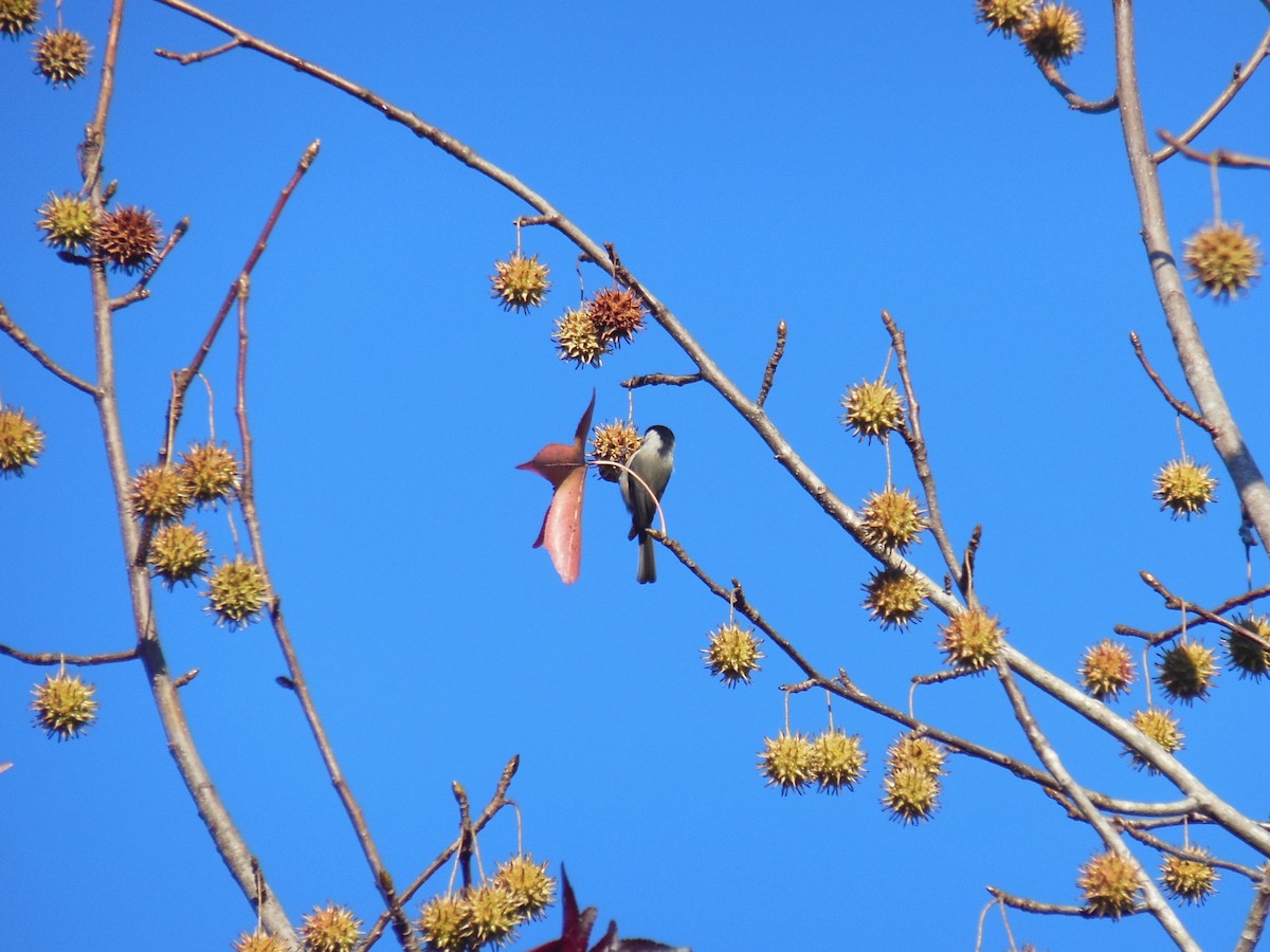 Carolina Chickadee - ML645494043