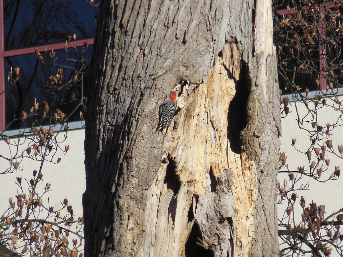 Red-bellied Woodpecker - ML645494047