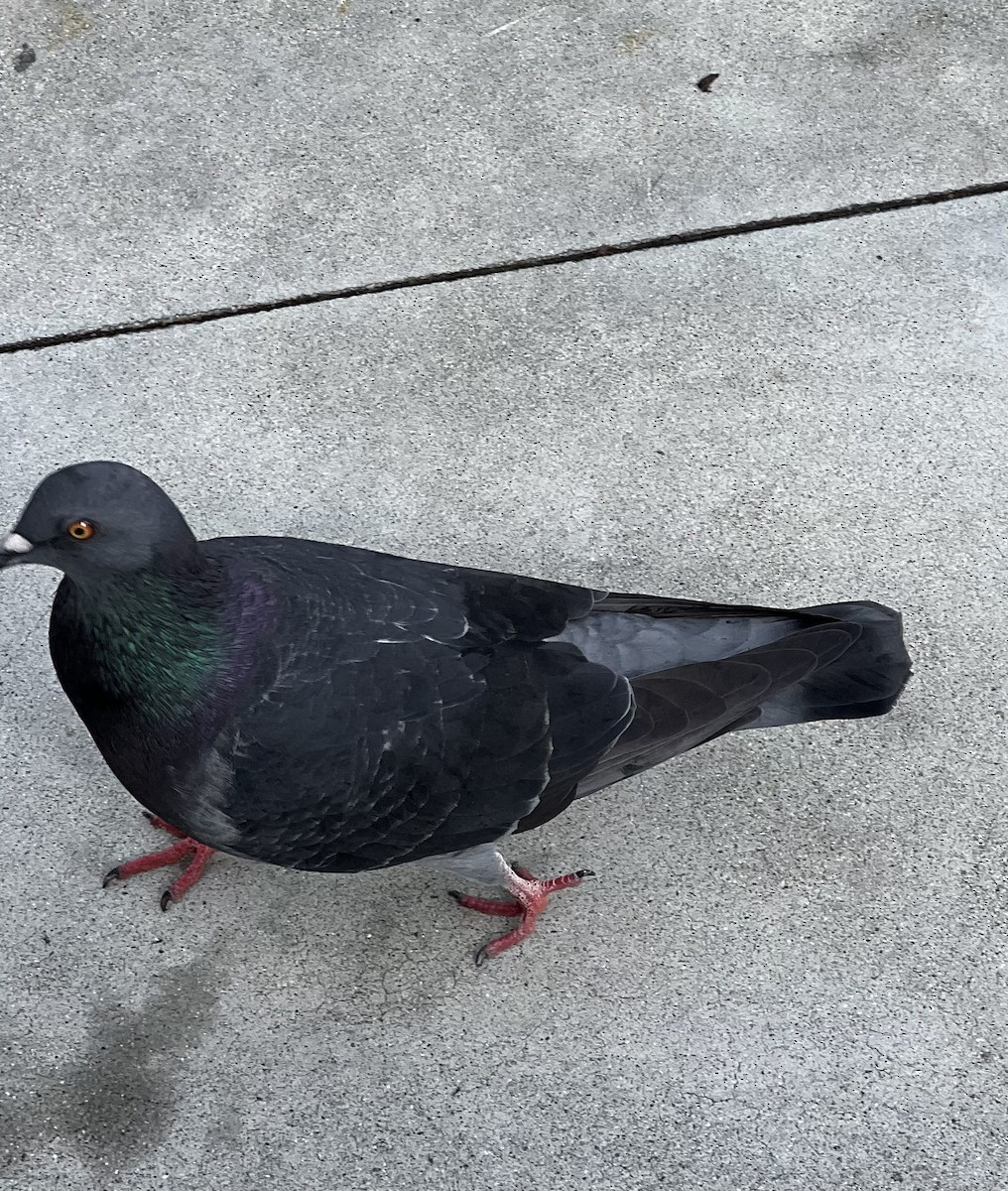 Felsentaube (Straßentaube) - ML645494049