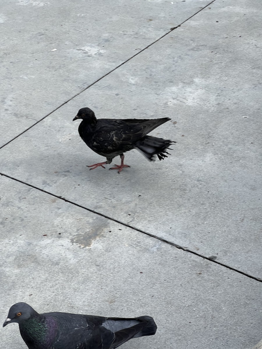 Felsentaube (Straßentaube) - ML645494050