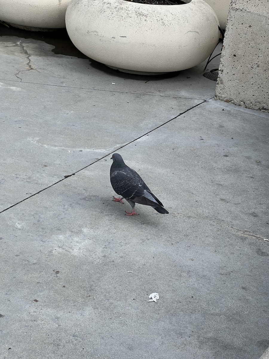 Felsentaube (Straßentaube) - ML645494051