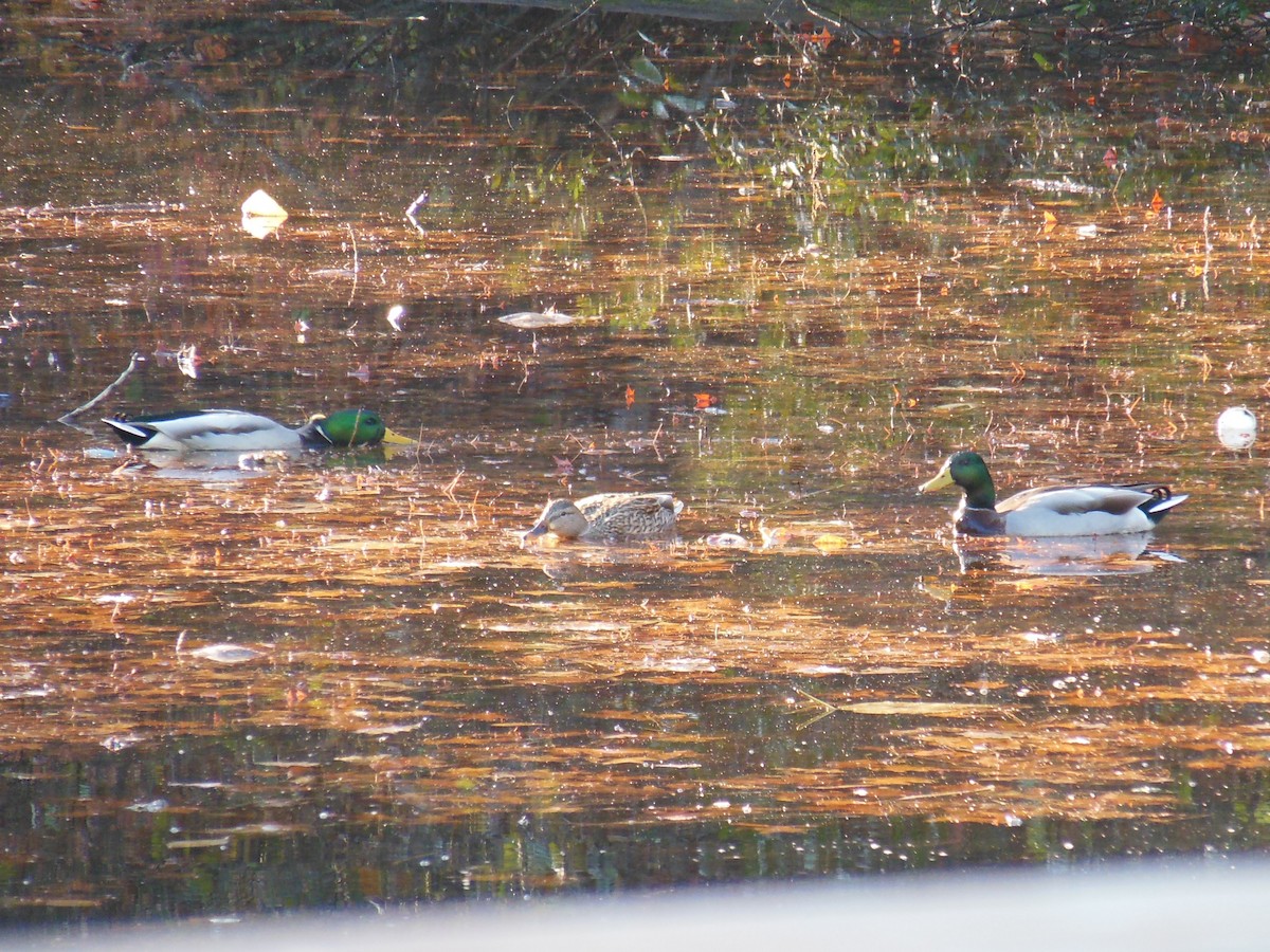 Mallard - ML645494052