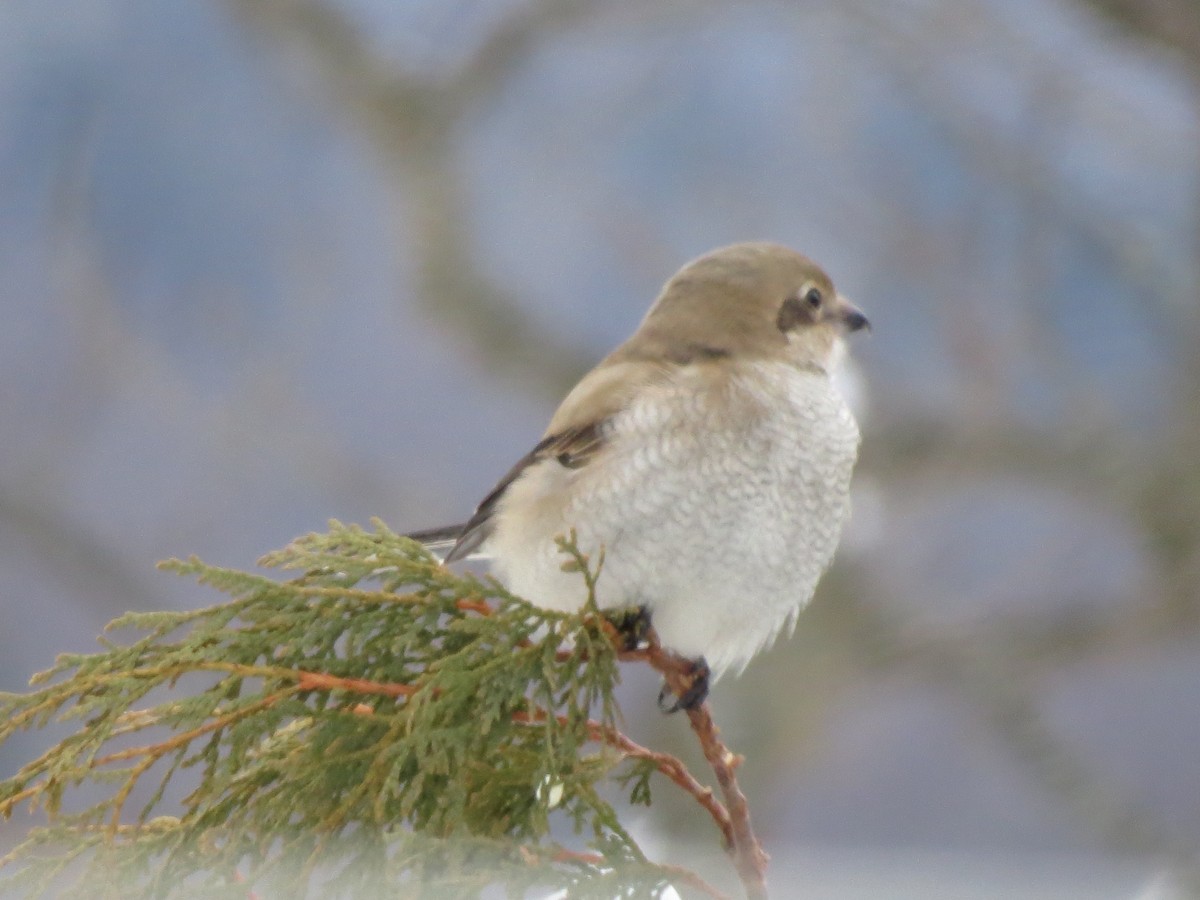 オオモズ - ML645494062