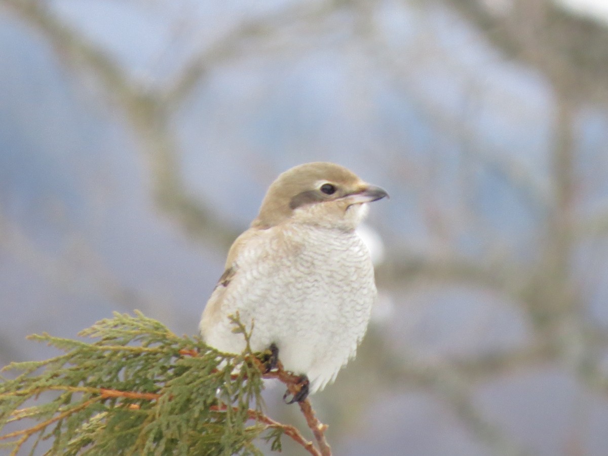 オオモズ - ML645494063