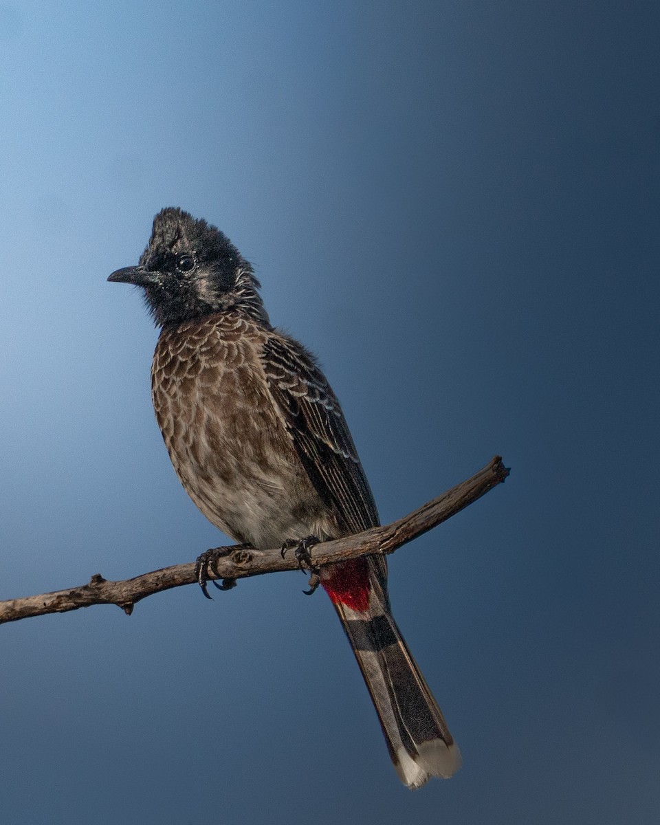 Red-vented Bulbul - ML645494107