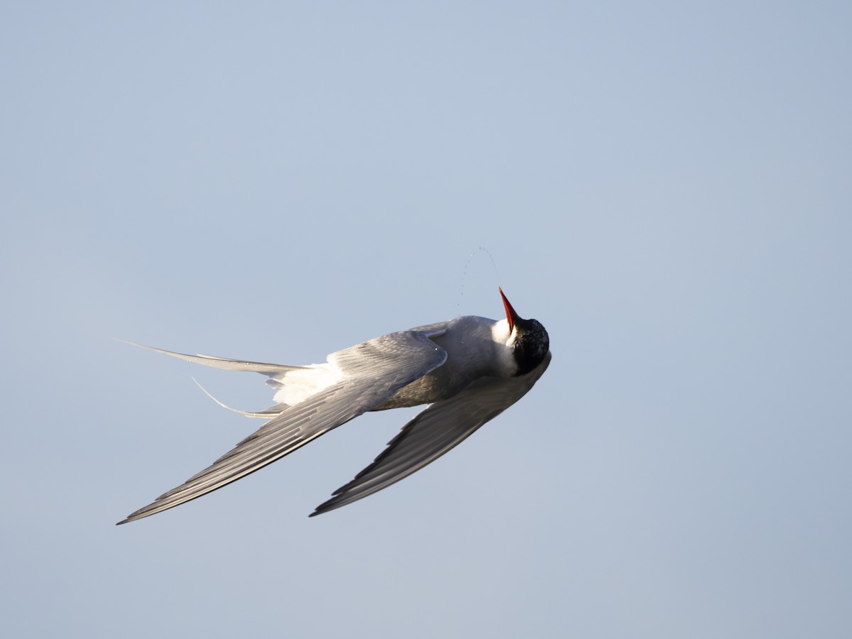 Arctic Tern - ML645494113