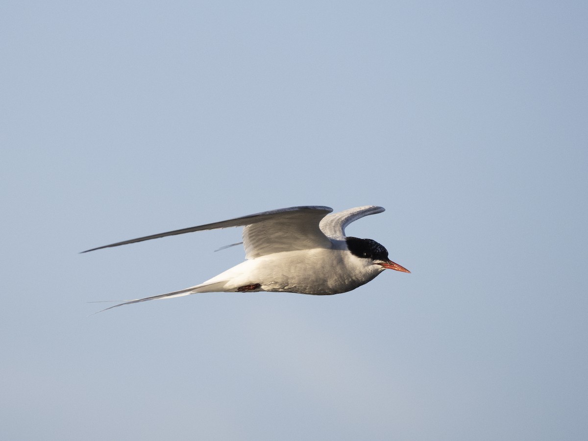 Arctic Tern - ML645494114