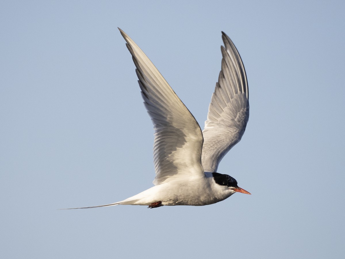 Arctic Tern - ML645494115