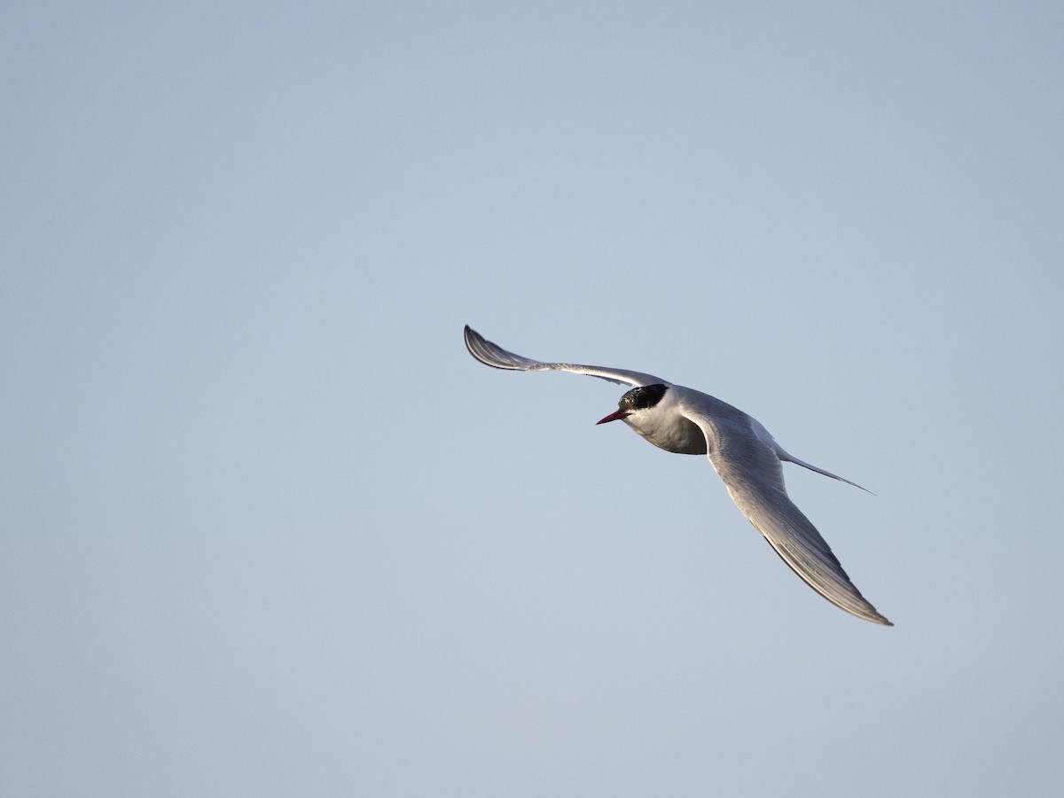 Arctic Tern - ML645494116