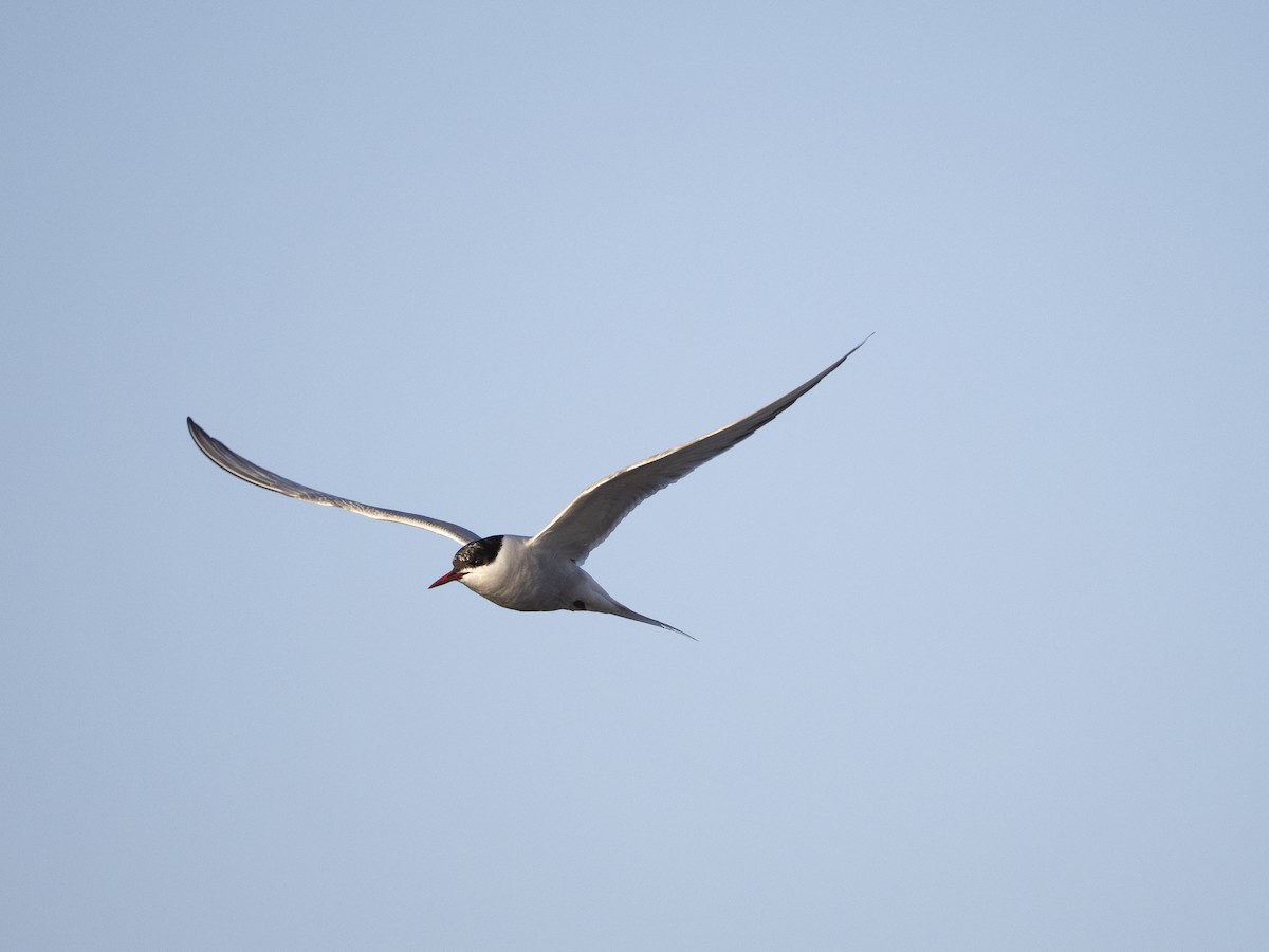 Arctic Tern - ML645494117