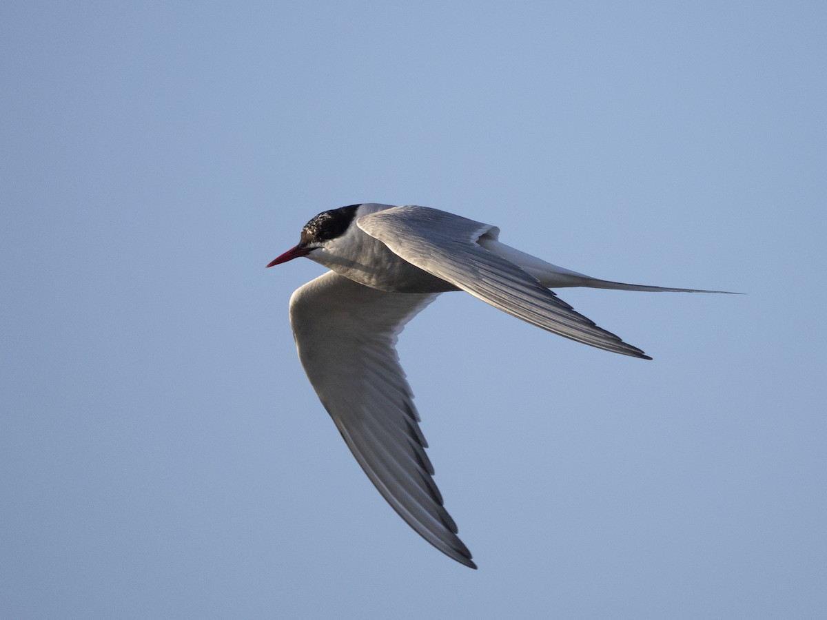 Arctic Tern - ML645494118