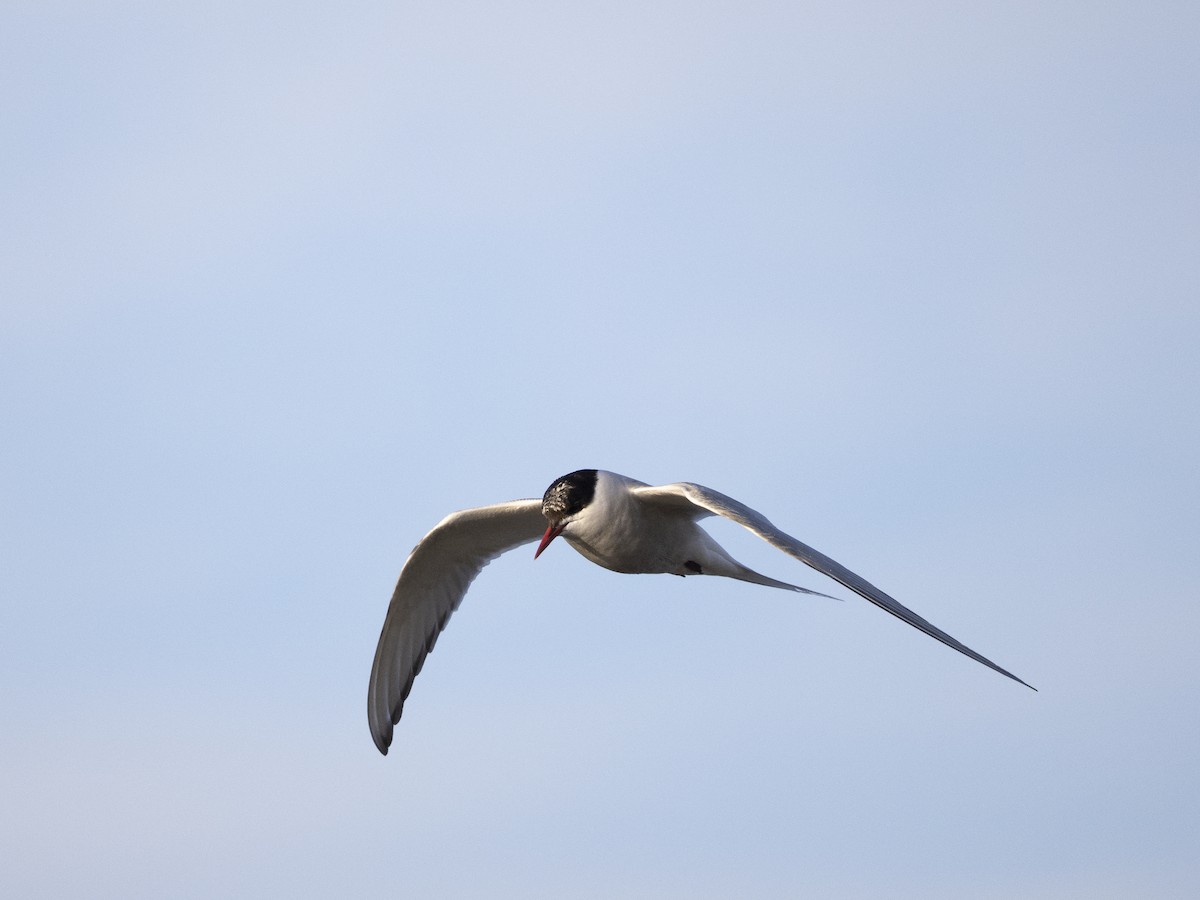 Arctic Tern - ML645494119