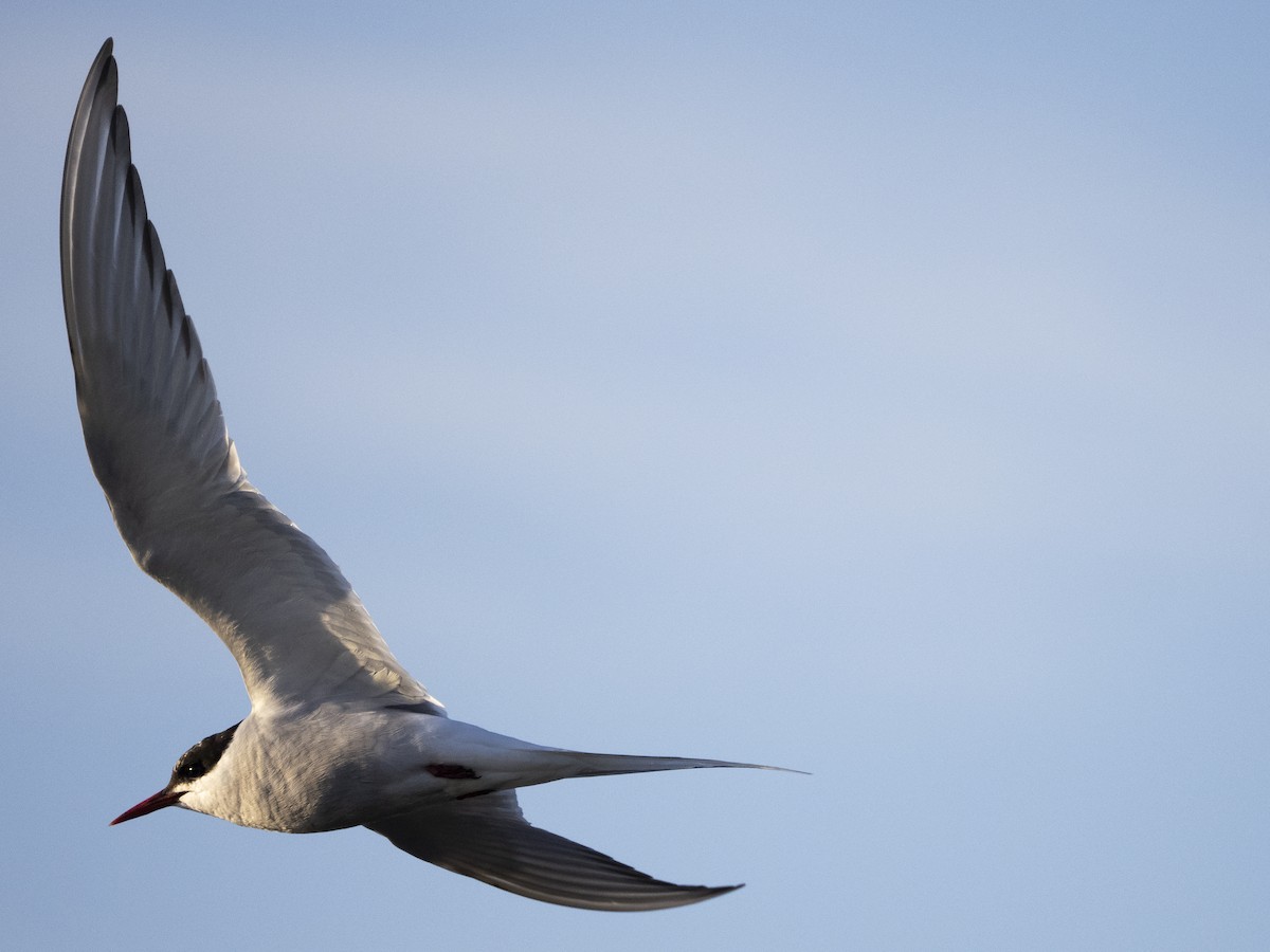 Arctic Tern - ML645494120