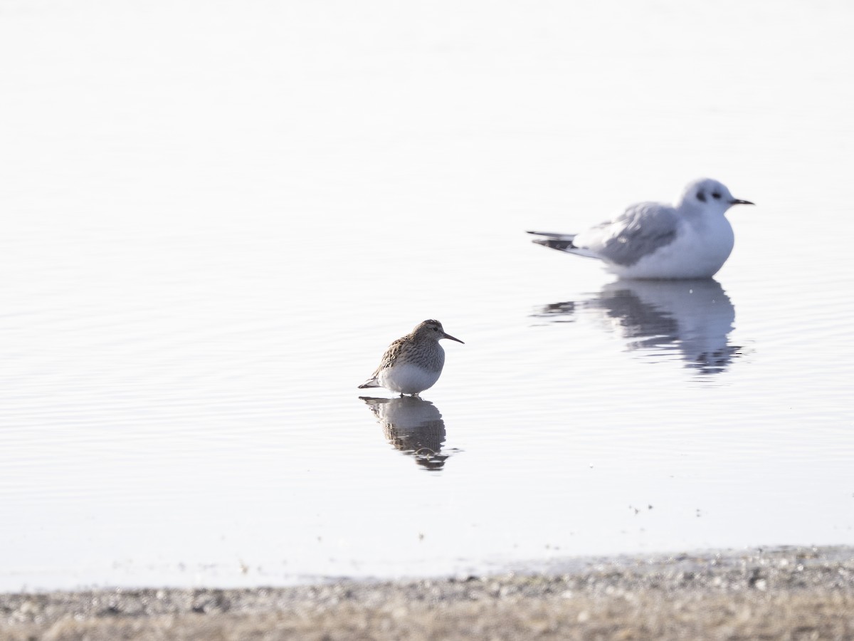 Pectoral Sandpiper - ML645494129