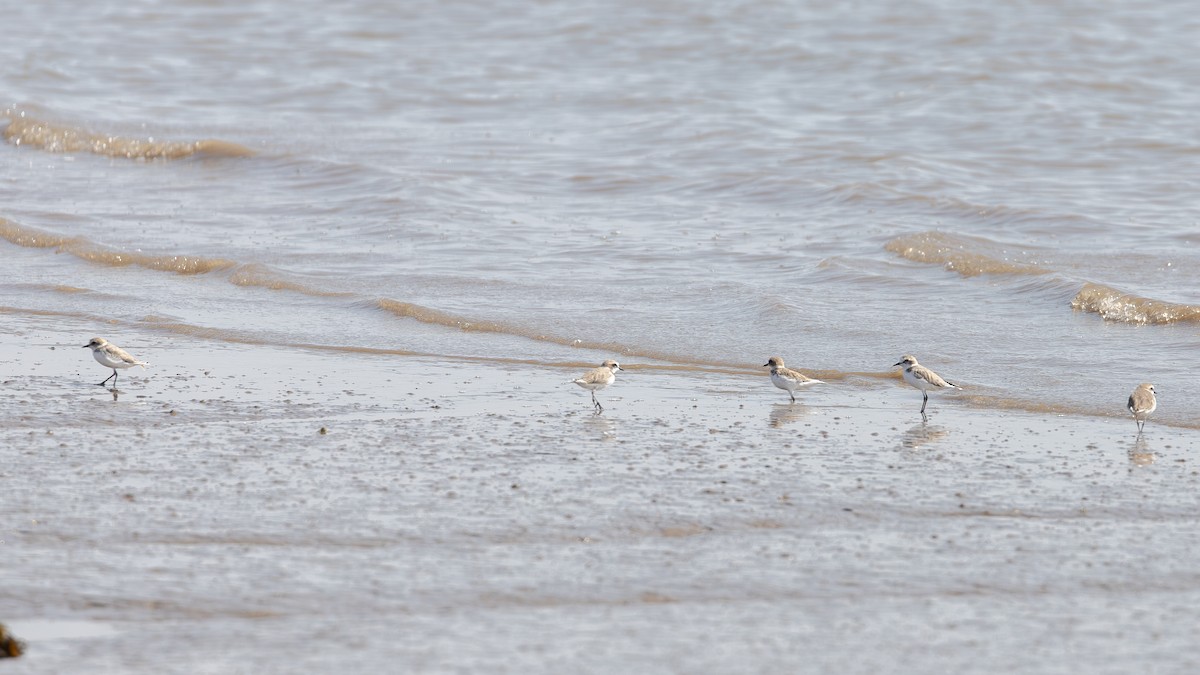 東方環頸鴴 - ML645494133