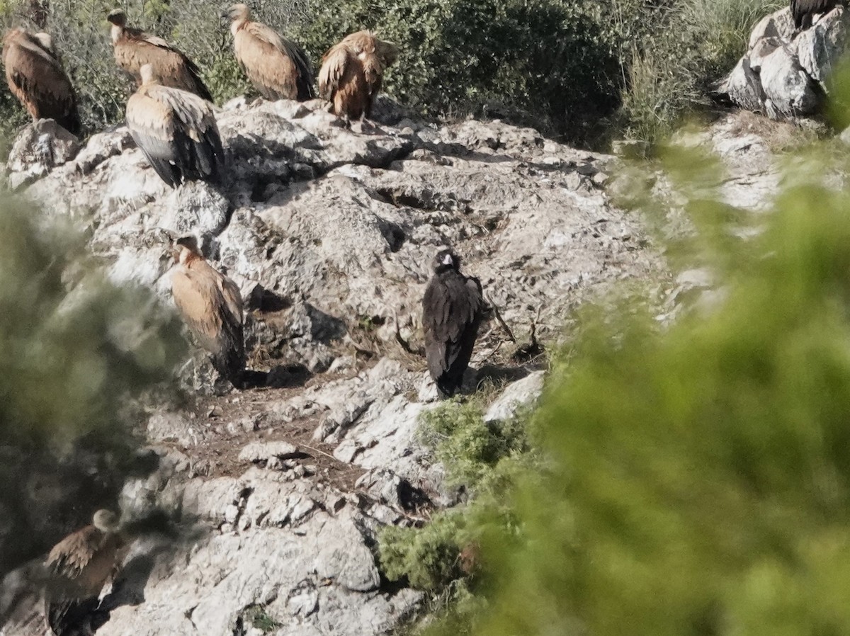 Sai beltza - ML645494134