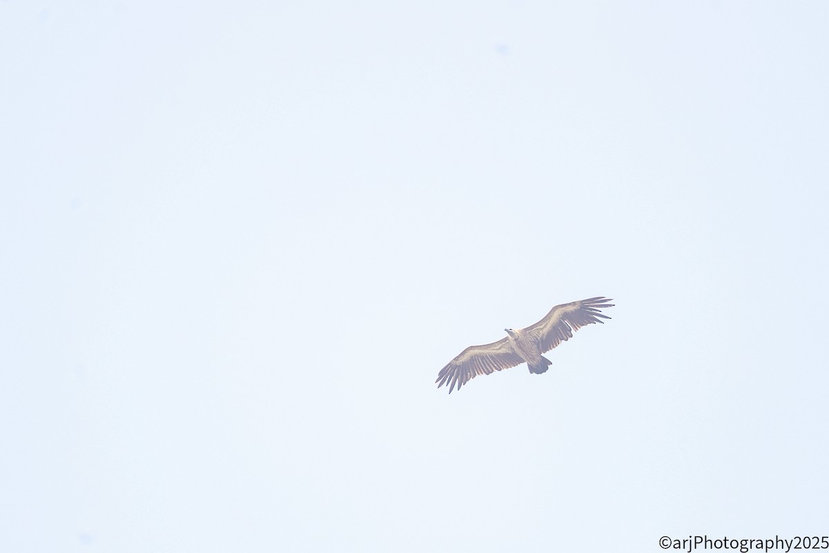 White-rumped Vulture - ML645494138