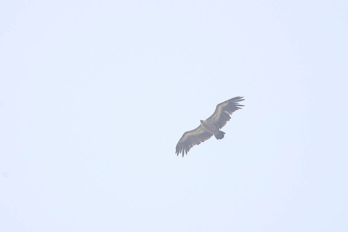 White-rumped Vulture - ML645494139