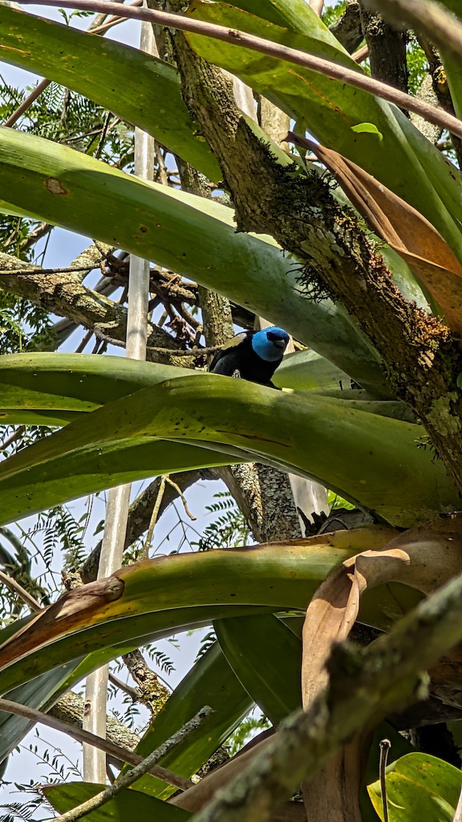 Blue-necked Tanager - ML645494160