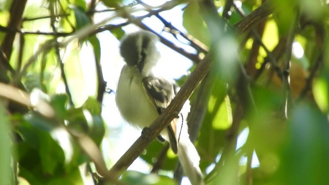 Kızıl Kanatlı Tiranulet - ML645494165