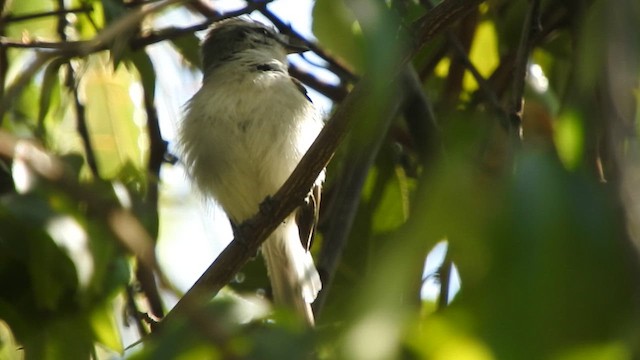 Kızıl Kanatlı Tiranulet - ML645494167