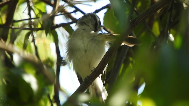 Kızıl Kanatlı Tiranulet - ML645494169