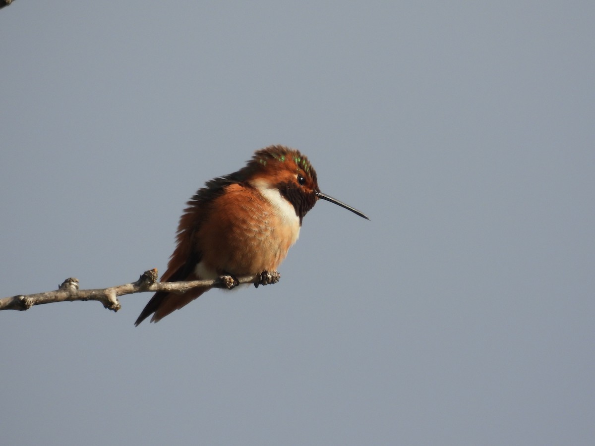 Allen's Hummingbird - ML645494187