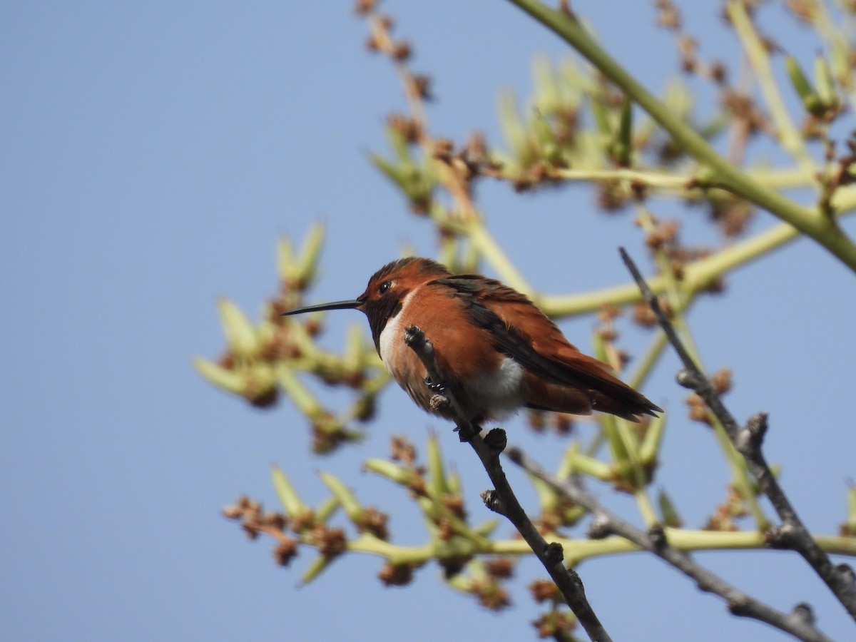 Allen's Hummingbird - ML645494191