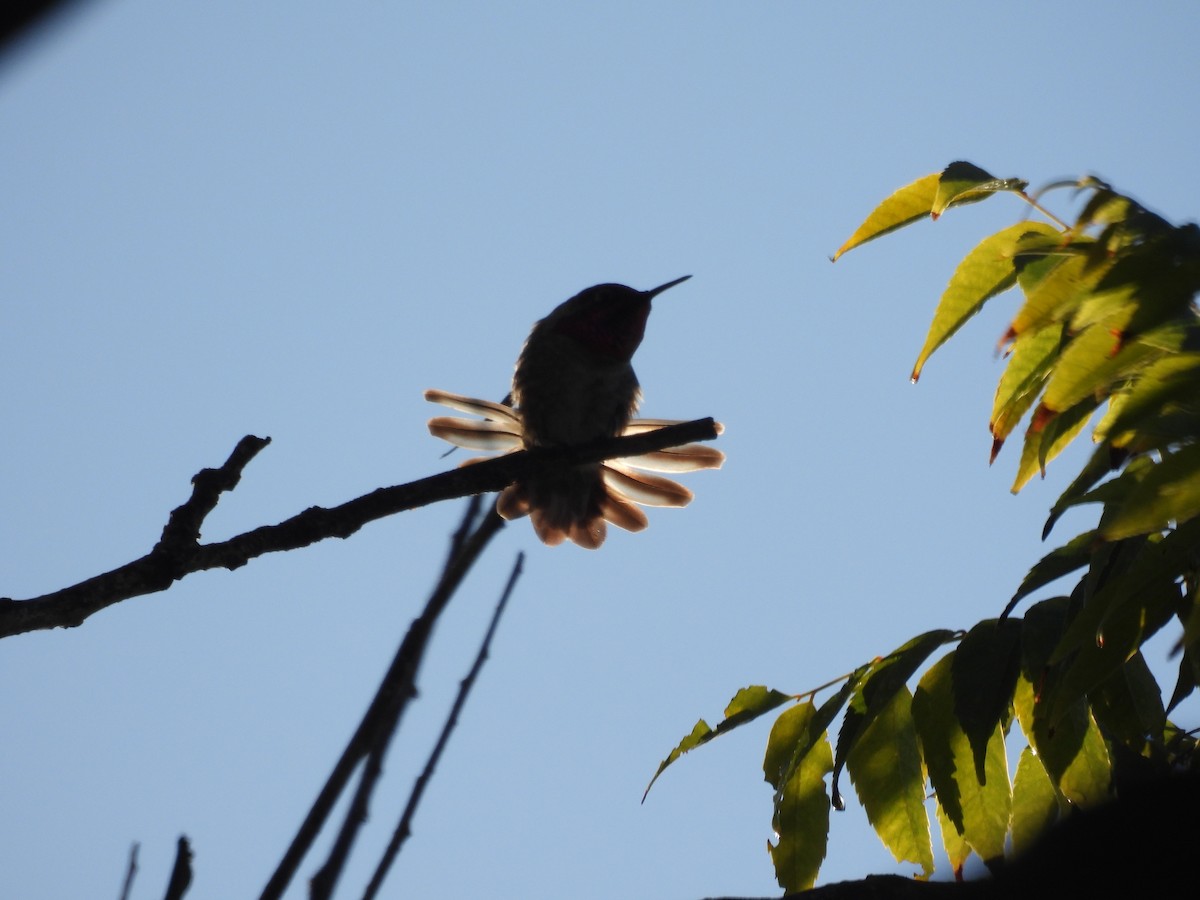 Allen's Hummingbird - ML645494193