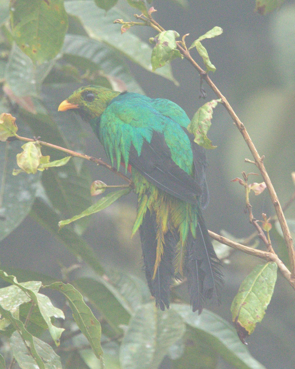Golden-headed Quetzal - ML645494208