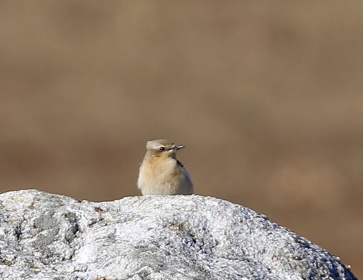 Northern Wheatear - ML645494217