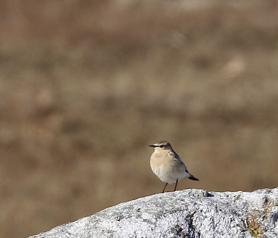 Northern Wheatear - ML645494218