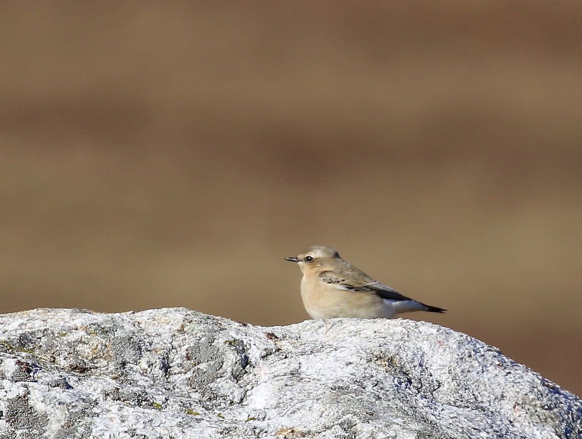 Northern Wheatear - ML645494219