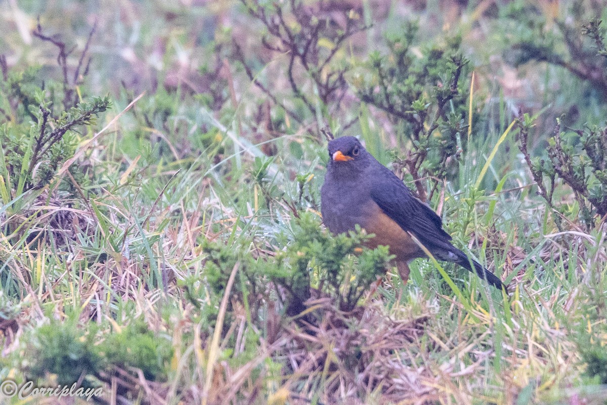 Abyssinian Thrush - ML645494228