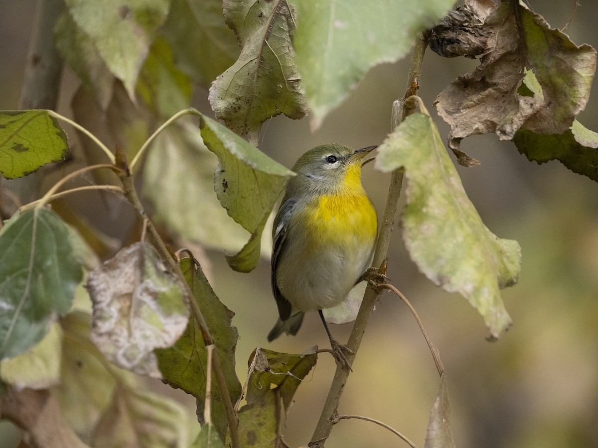 Northern Parula - ML645494235