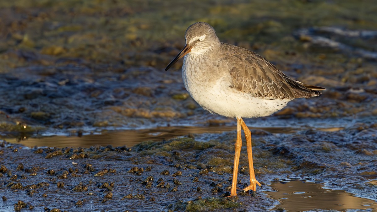 Common Redshank - ML645494241