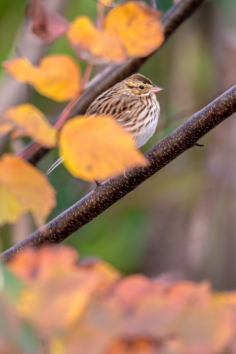Savannah Sparrow - ML645494247