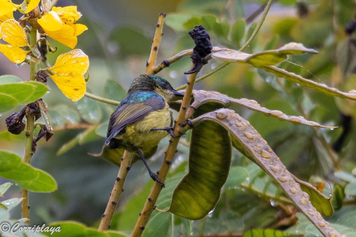 Саїманга зеленовола - ML645494250
