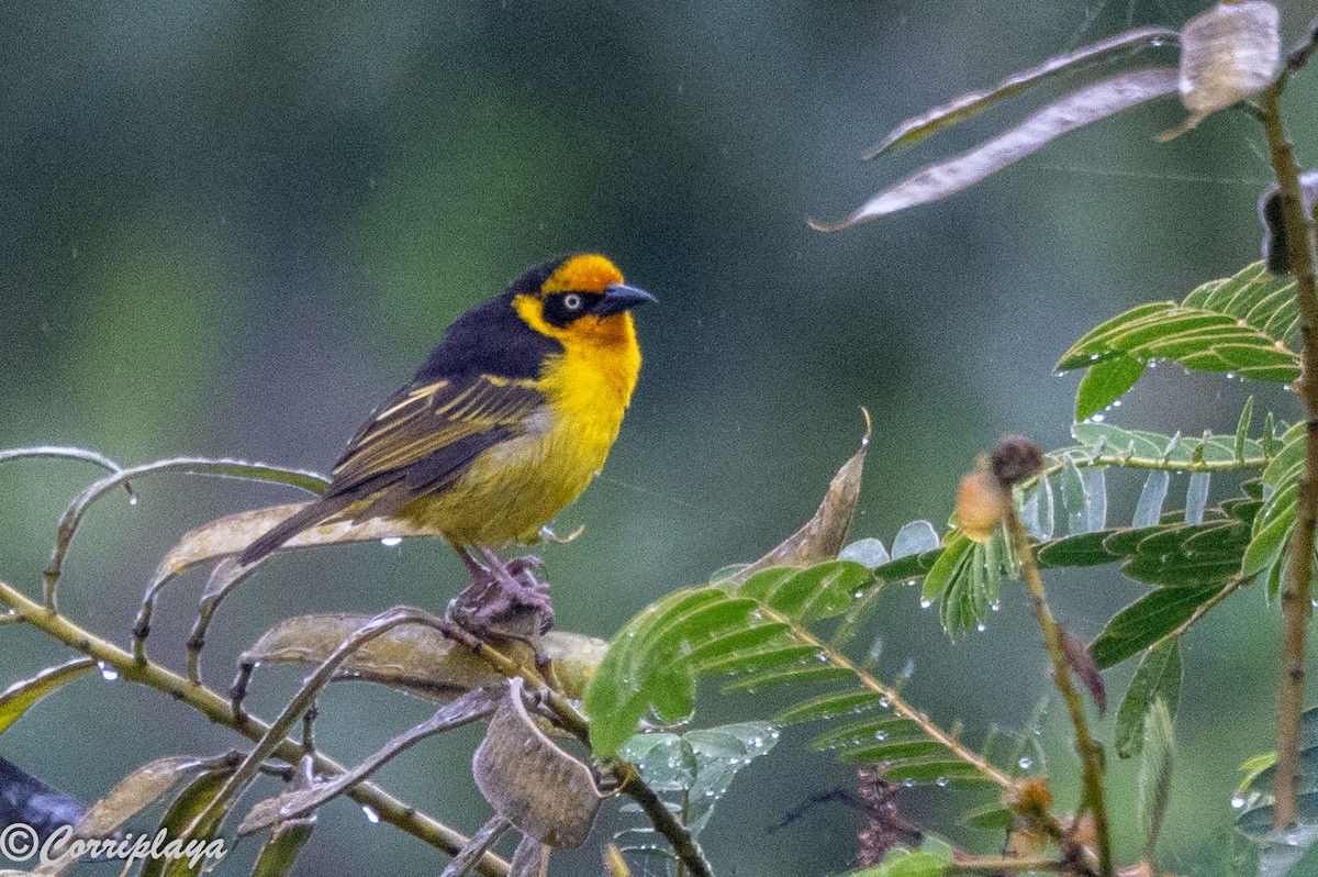 Tejedor Baglafecht - ML645494257