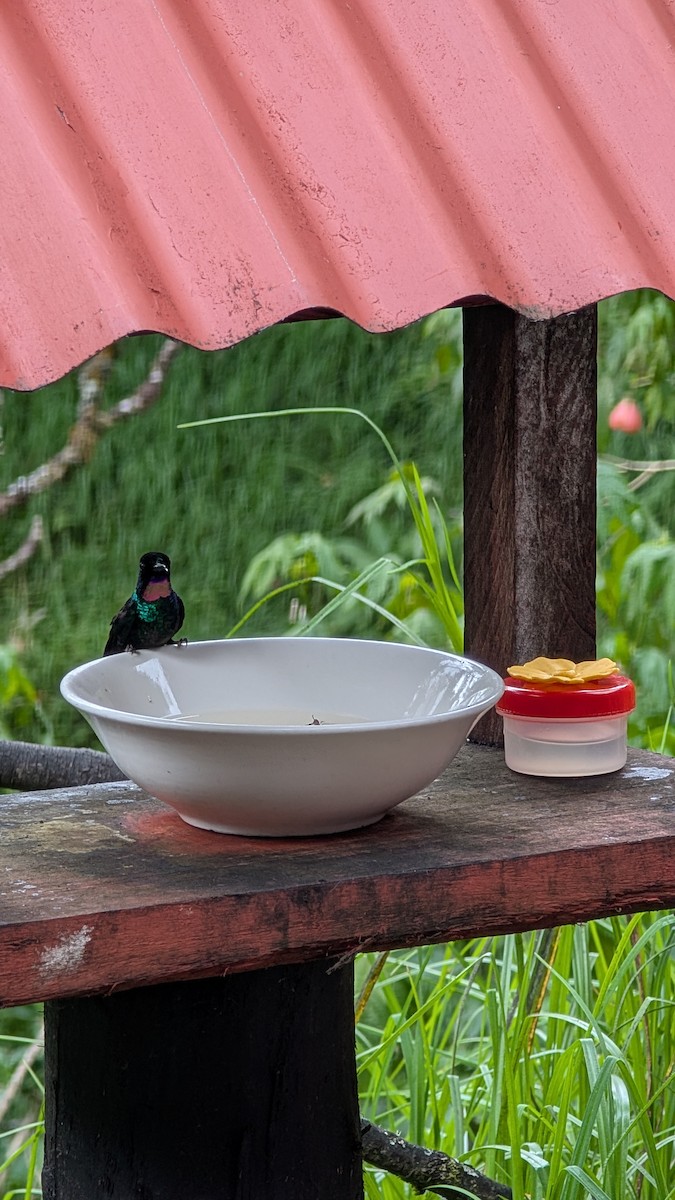 Tourmaline Sunangel - ML645494264