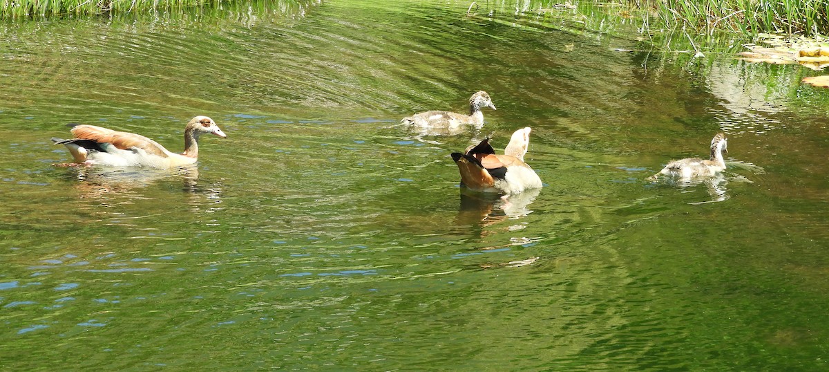 Oca egiziana - ML645494309