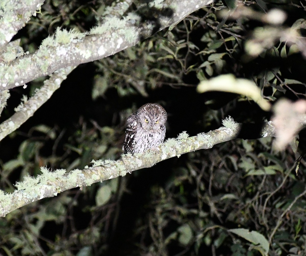 Whiskered Screech-Owl - ML645494318