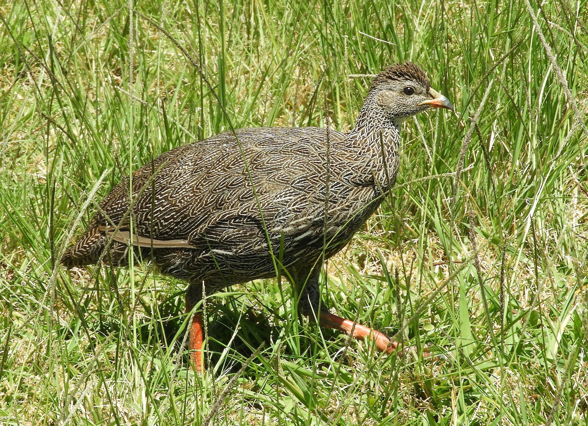 Cape Spurfowl - ML645494325