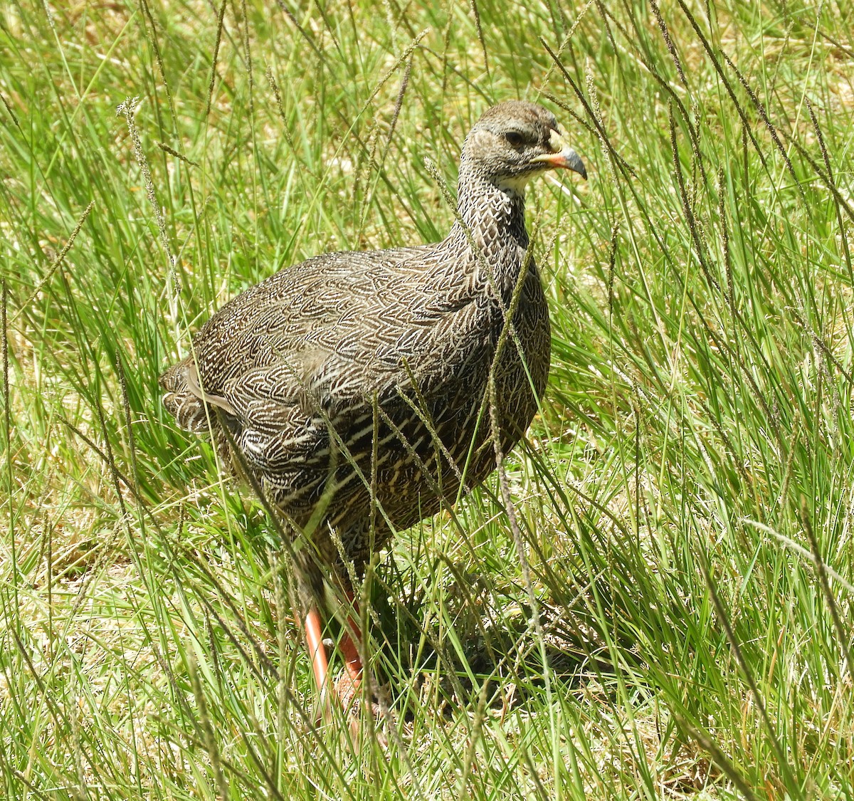 Cape Spurfowl - ML645494326
