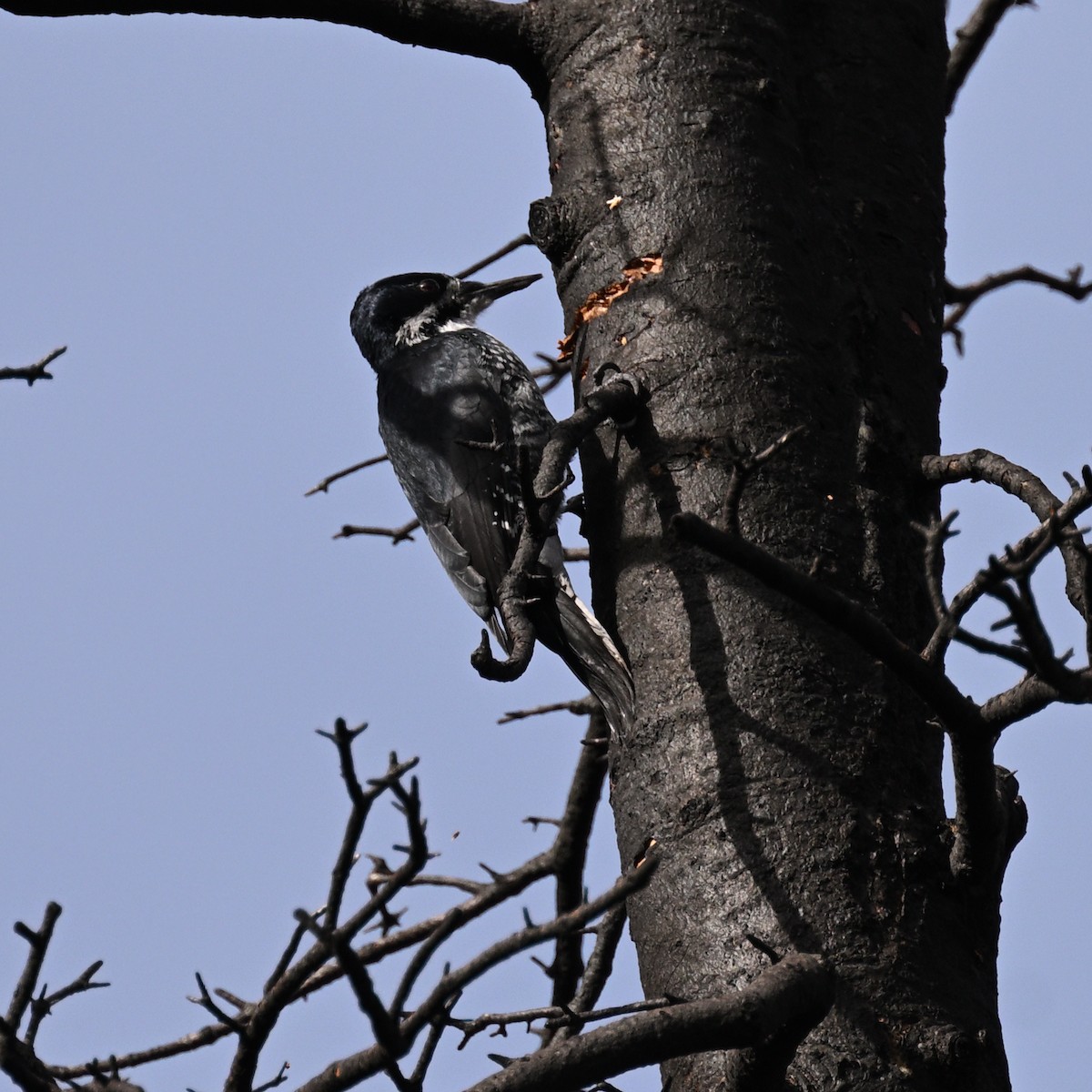 Black-backed Woodpecker - ML645494331
